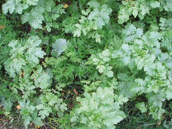 Meziplodiny - Směs Greening 2.jpg