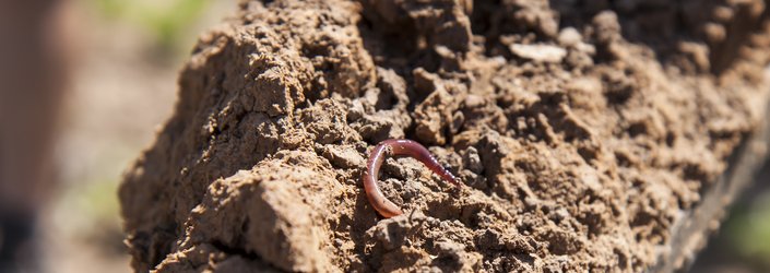 Дождевые черви - архитекторы наших плодородных почв - SOILTEQ