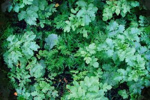 meziplodiny_-_smeis_greening_2_smallweb.jpg