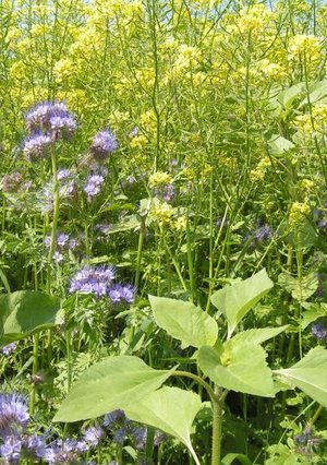 9_Meziplodiny PD 2008.jpg